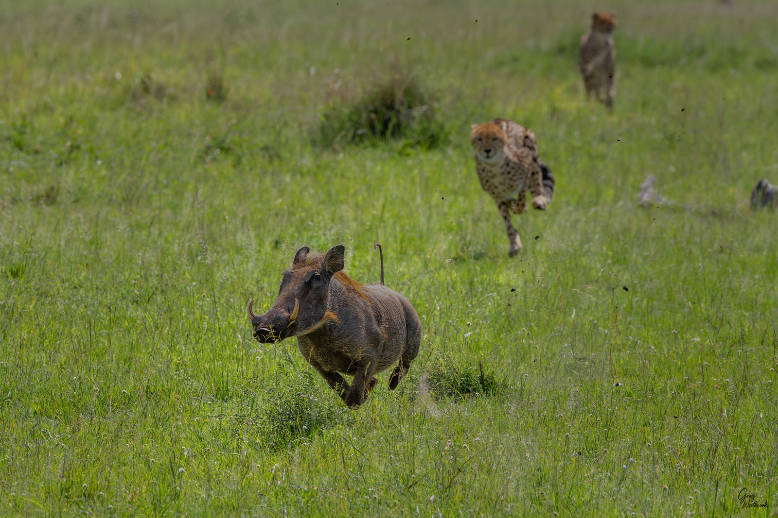 Warthog being chased by a cheetah in a grassy savannah