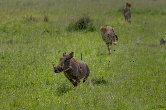 Warthog being chased by a cheetah in a grassy savannah fine art photography print by Greg Westbrook