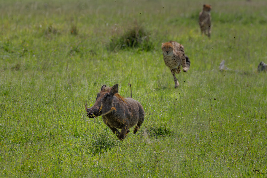 Warthog being chased by a cheetah in a grassy savannah
