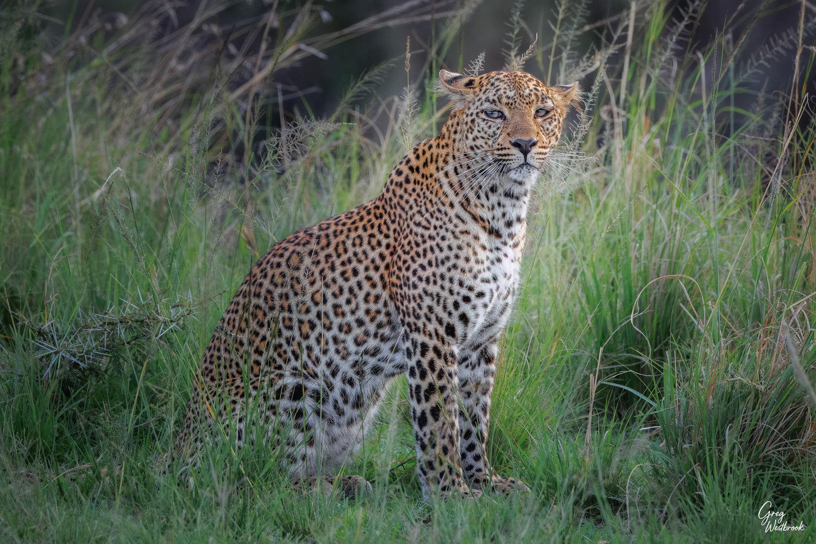 A leopard sits quietly in tall green grass, its spotted coat blending into the surrounding vegetation as it looks calmly ahead.