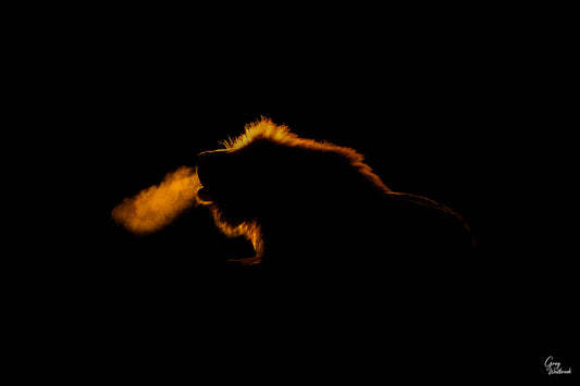 Lion emerging from darkness at night, mane backlit and breath visible in cold air fine art photography print by Greg Westbrook