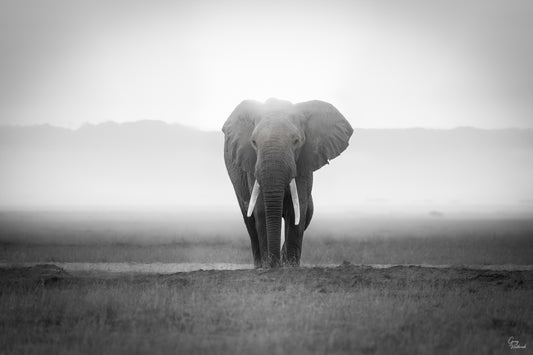Black and white portrait of an elephant emerging from mist with a calm, powerful presence fine art photography print by Greg Westbrook