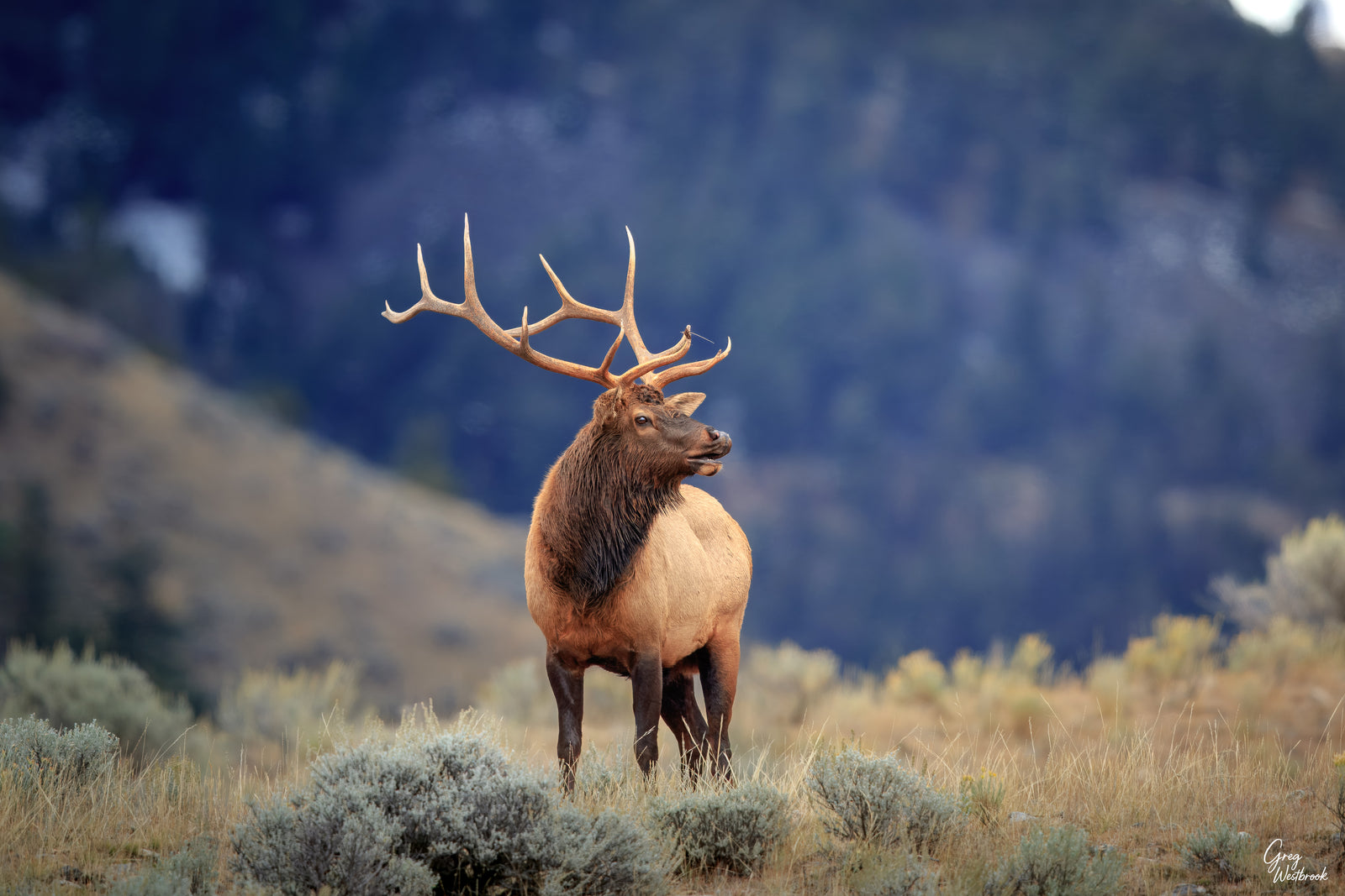 Bull elk standing in a sagebrush meadow with mountain foothills in the American West