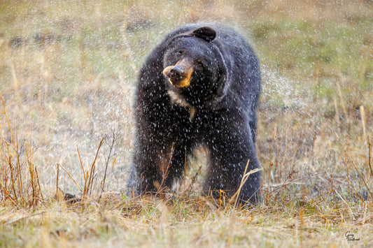 Black bear shaking water from its fur, droplets frozen mid-air in dramatic motion fine art photography print by Greg Westbrook