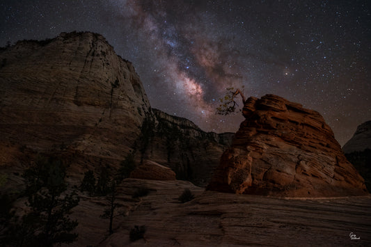 Small tree perched on sandstone beneath the Milky Way in Zion National Park fine art photography print by Greg Westbrook