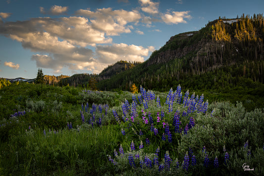 Summer's Benediction fine art photography print by Greg Westbrook