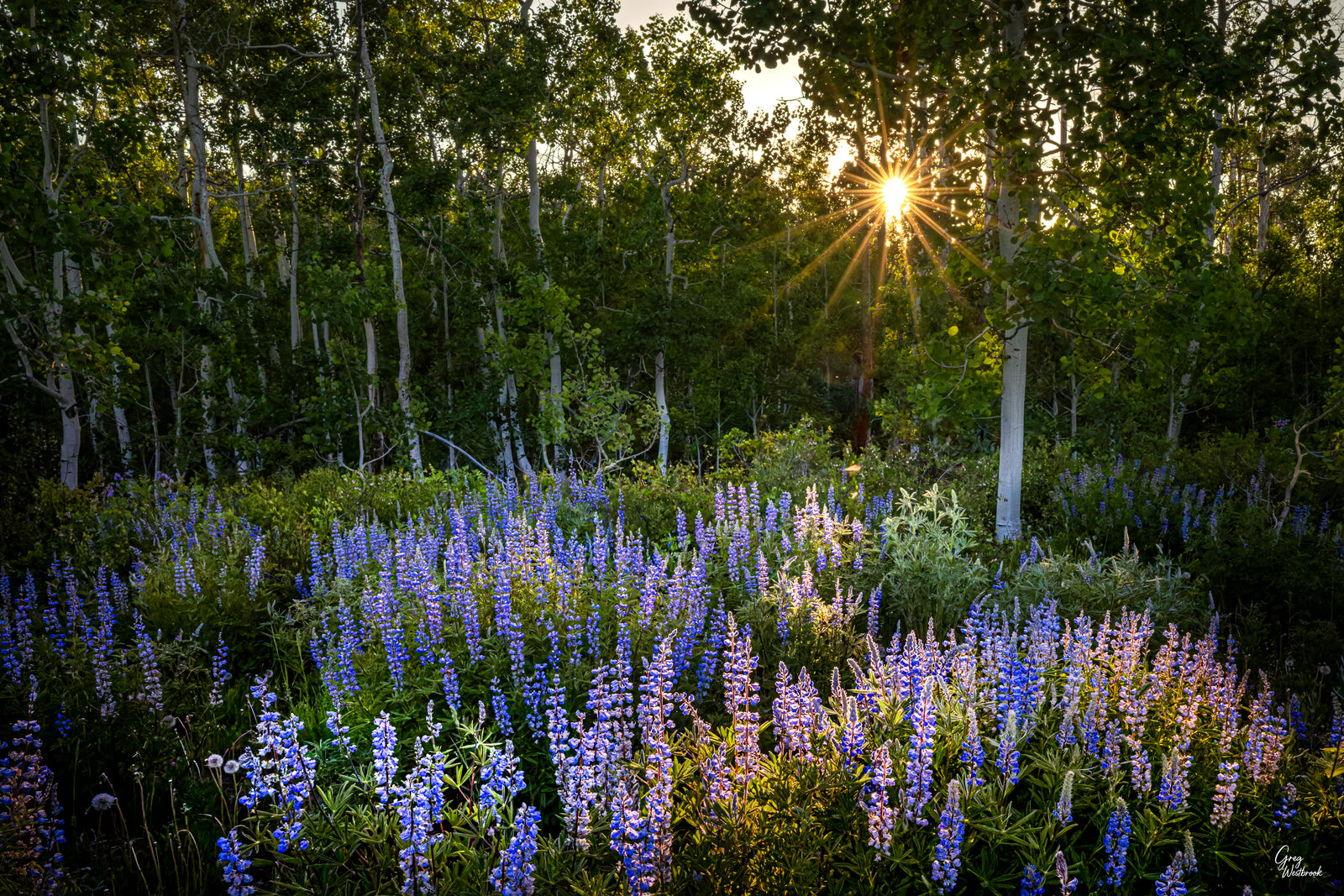 Golden sunlight filtering through tall aspen trees over a meadow of blooming lupines at sunset