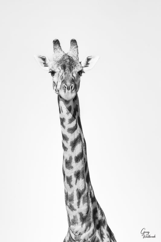 Minimalist black and white portrait of a giraffe against a clean, uncluttered background fine art photography print by Greg Westbrook