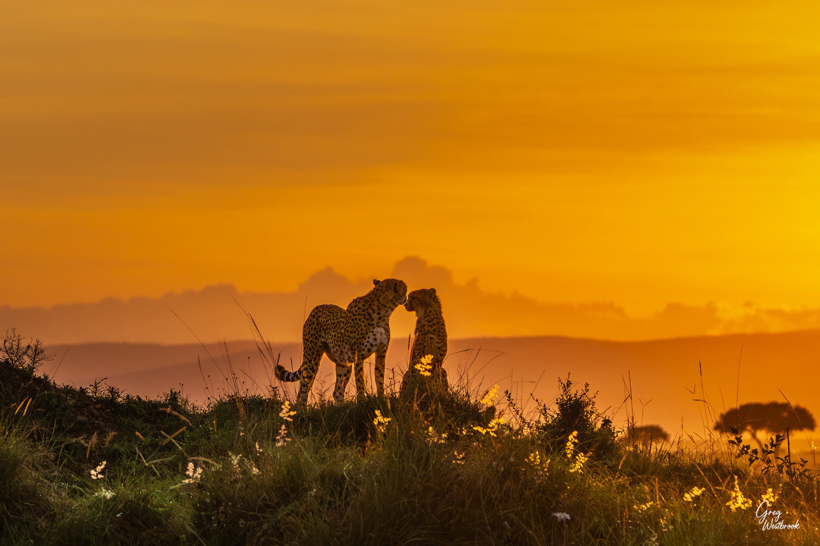 Mother cheetah and cub resting together at sunrise in soft golden morning light