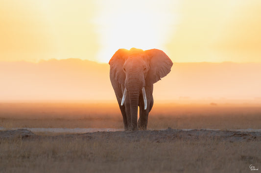 Elephant standing on open plains at sunrise, bathed in warm early morning light fine art photography print by Greg Westbrook