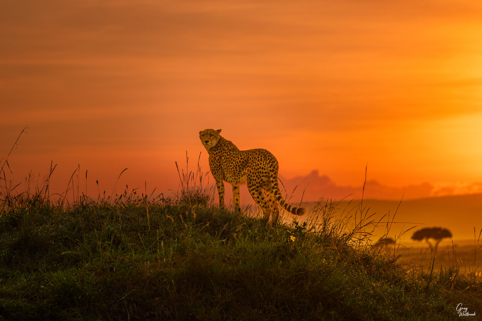 Cheetah standing on a grassy hill with an orange sunset sky