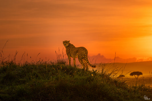 Cheetah standing on a grassy hill with an orange sunset sky fine art photography print by Greg Westbrook