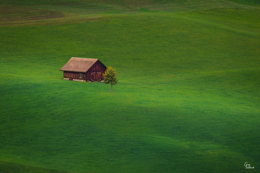 Weathered cabin and lone tree resting in a wide green field beneath gentle hills