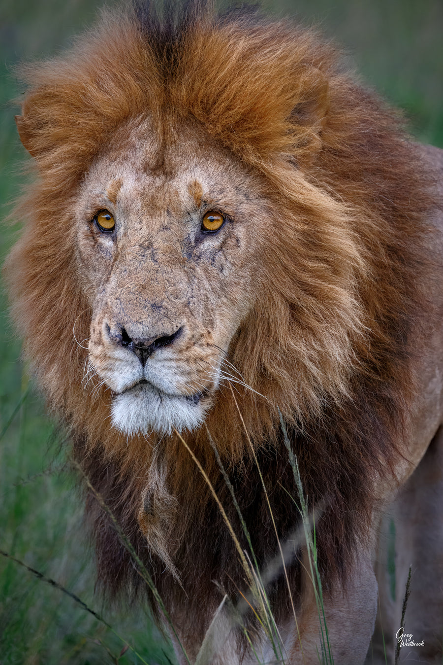 Close-up portrait of a weathered male lion with flowing mane and steady, experienced gaze