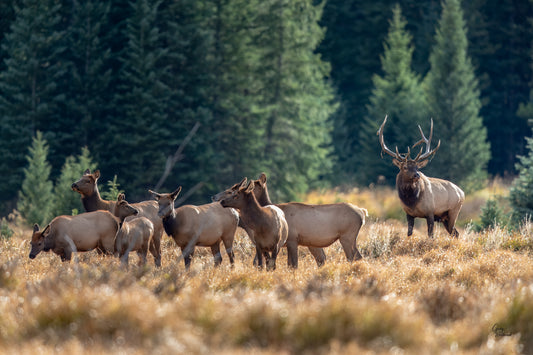 Bull elk standing alert in a sunlit meadow with herd resting nearby at forest edge fine art photography print by Greg Westbrook