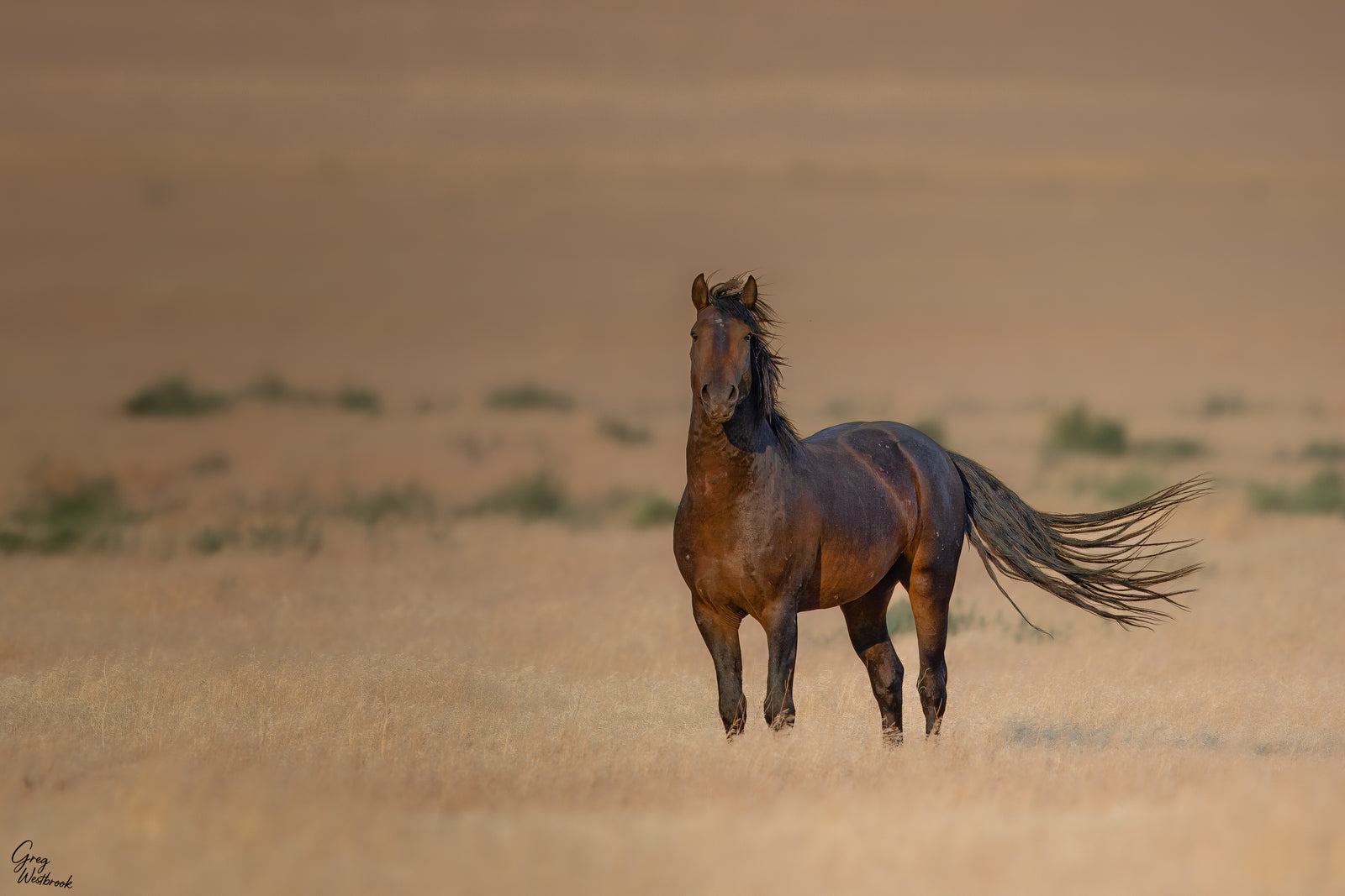 Brown horse standing in a desert-like landscape with a blurred background