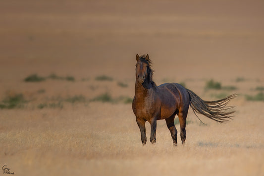 Brown horse standing in a desert-like landscape with a blurred background fine art photography print by Greg Westbrook
