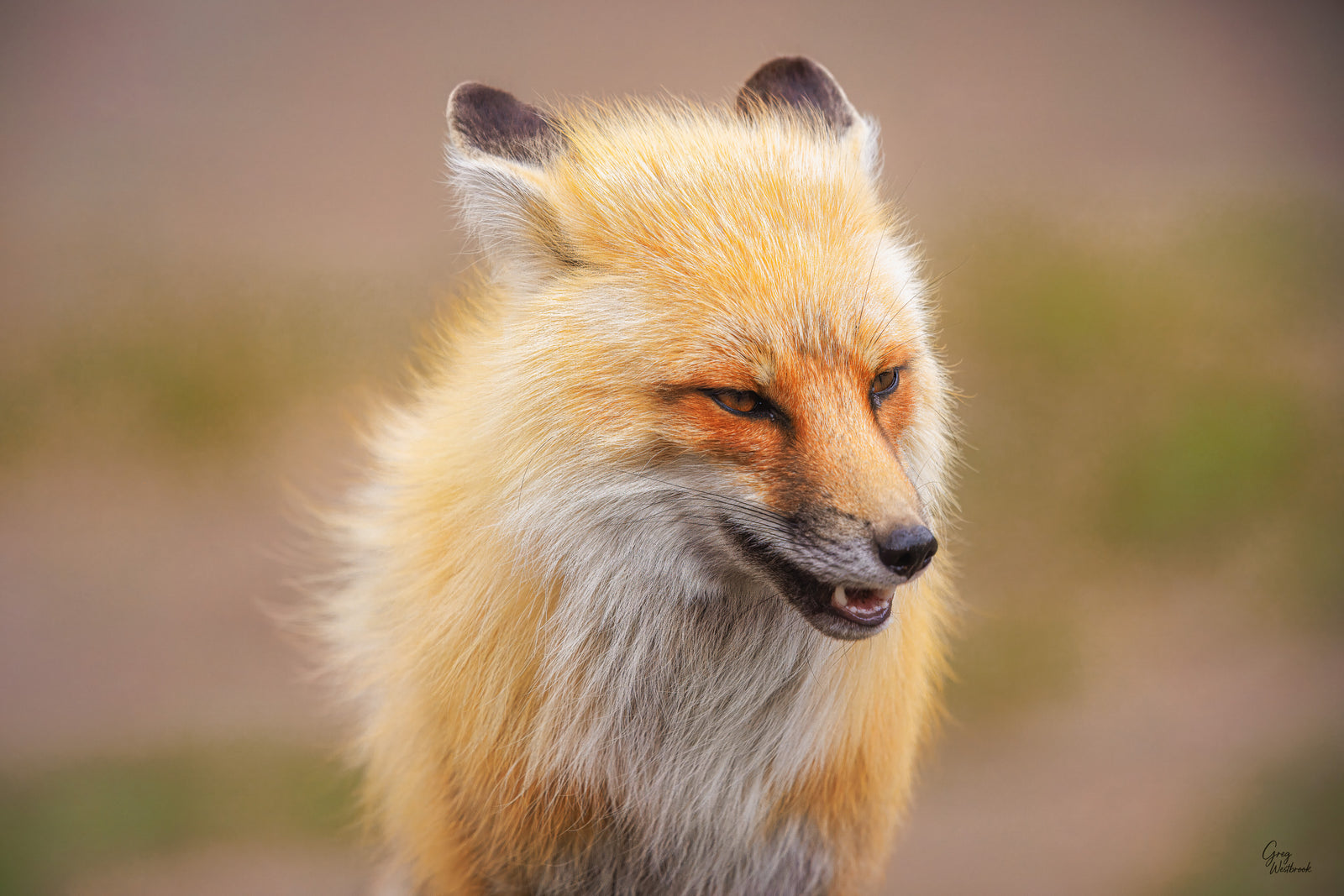 Close-up of a fox with a blurred natural background