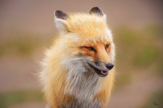 Close-up of a fox with a blurred natural background fine art photography print by Greg Westbrook