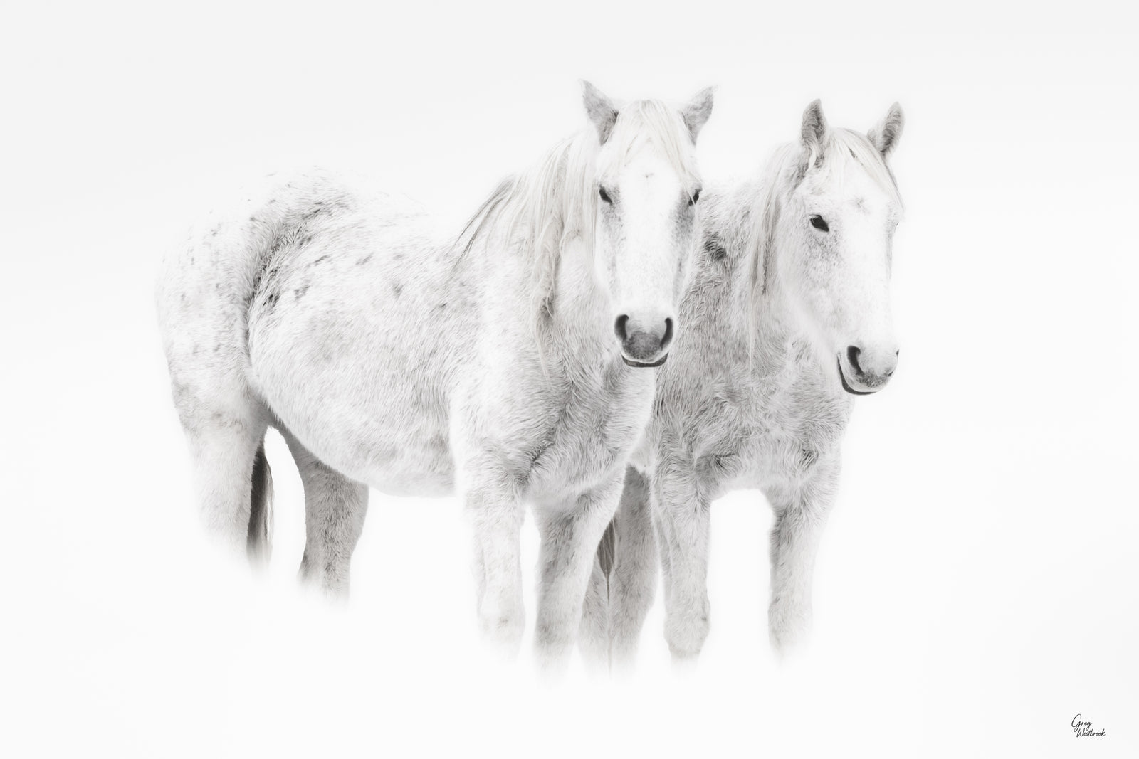 Two white horses standing together in soft winter light with a high-key, minimalist look