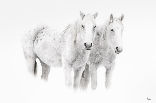 Two white horses standing together in soft winter light with a high-key, minimalist look fine art photography print by Greg Westbrook