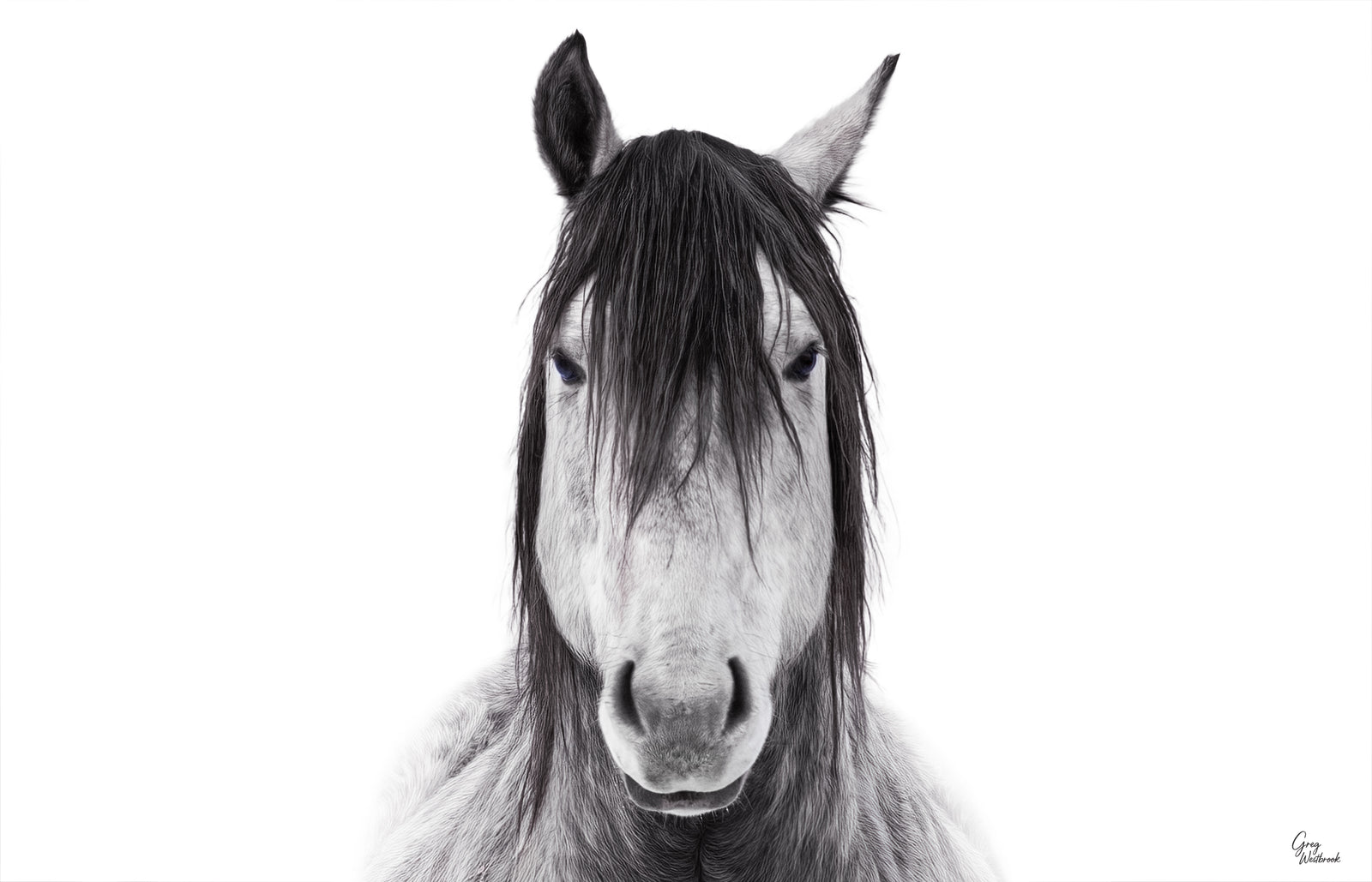 Horse portrait with flowing mane and intense gaze against a bright, high-key background