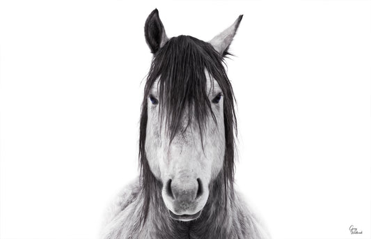 Horse portrait with flowing mane and intense gaze against a bright, high-key background fine art photography print by Greg Westbrook