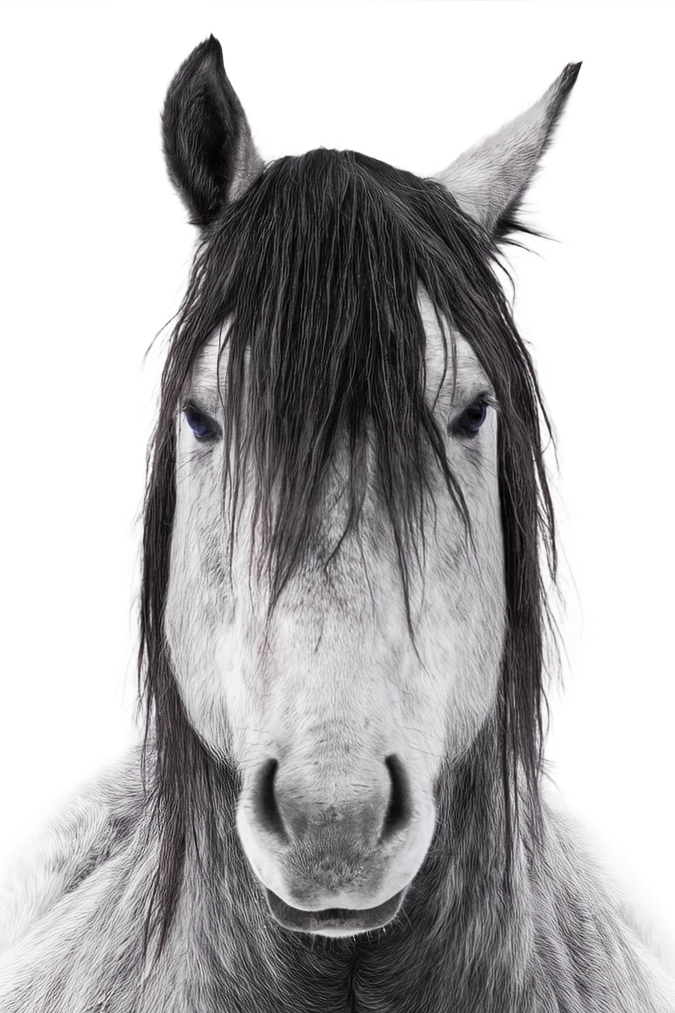 Wild and Free - Portrait