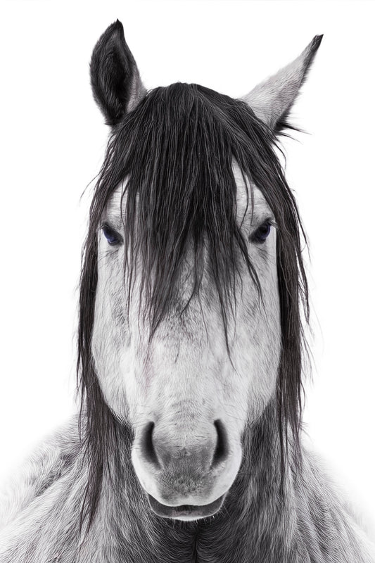 Wild and Free - Portrait fine art photography print by Greg Westbrook